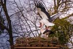 Foto: Christian Hahn, Neuss